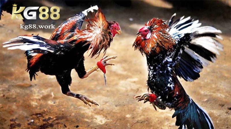 Các loại hình đá gà Thomo phổ biến trên KG88