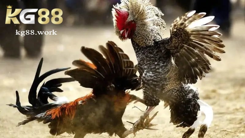 KG88 đá gà Thomo – Sân chơi đẳng cấp cho người đam mê