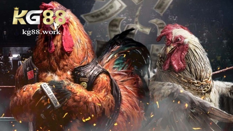 Vì sao nên tham gia KG88 đá gà Thomo?