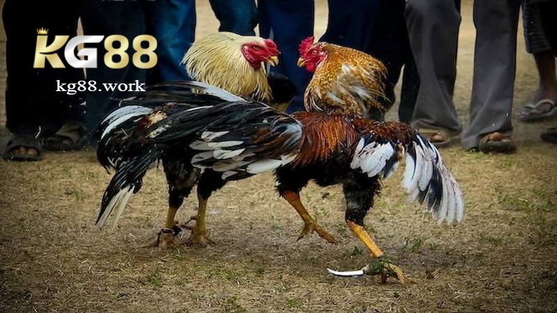 Đôi nét về đá gà cựa dao Kg88