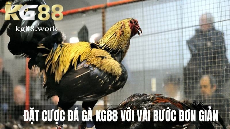 Chọn trận đấu và đặt cược đá gà Chọn trận đấu và đặt cược đá gà