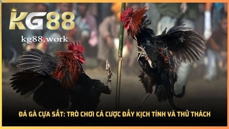 Chơi đá gà cựa sắt thú vị tại Kg88 Chơi đá gà cựa sắt thú vị tại Kg88