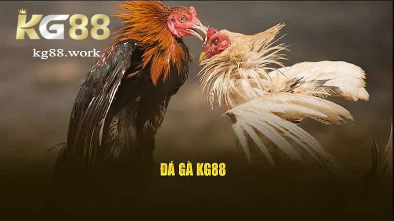 Tổng quan về sảnh đá gà Kg88 Tổng quan về sảnh đá gà Kg88