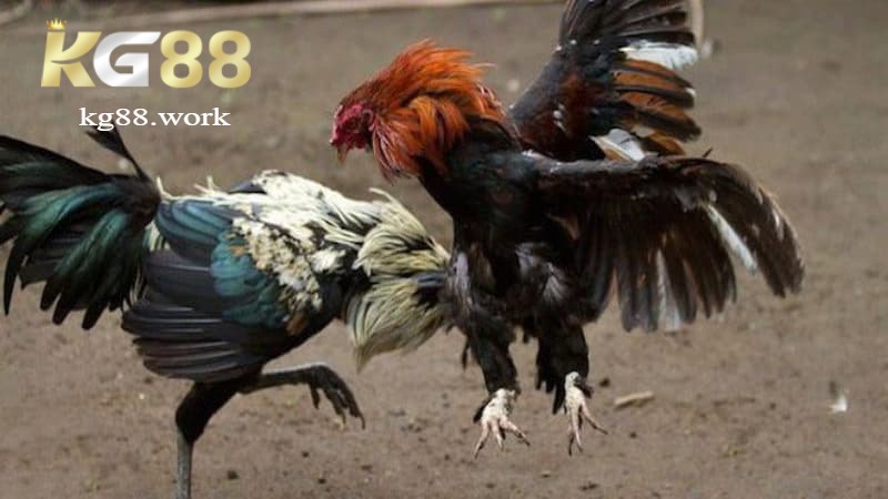 Bình luận viên chuyên nghiệp, tăng phần hấp dẫn