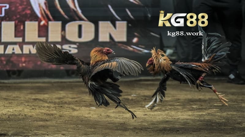 BLV giúp tạo không khí sôi động, tăng tính giải trí