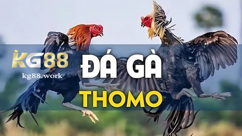 Giới thiệu đá gà trực tiếp thomo hôm nay bình luận viên