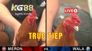 Hình ảnh chất lượng cao, đường truyền ổn định