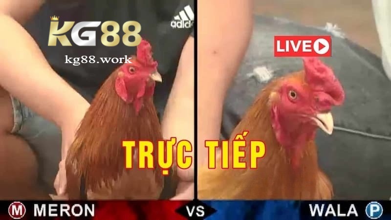 Hình ảnh chất lượng cao, đường truyền ổn định