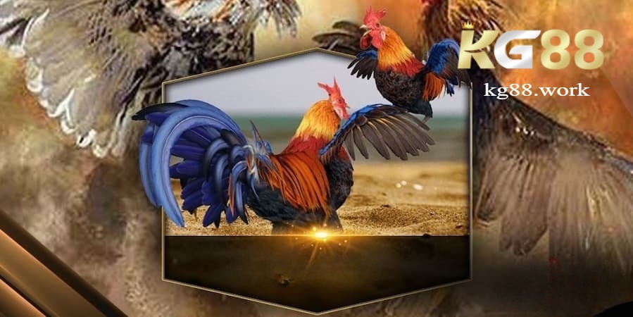 Các lưu ý khi xem đá gà trực tuyến tại Kg88
