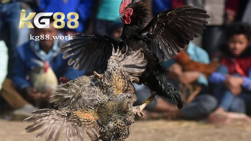 Điểm hấp dẫn của đá gà đòn trực tiếp tại KG88