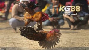 Các loại cược phổ biến trong đá gà đòn KG88