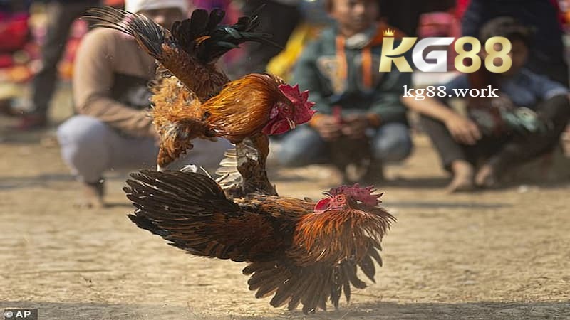 Các loại cược phổ biến trong đá gà đòn KG88