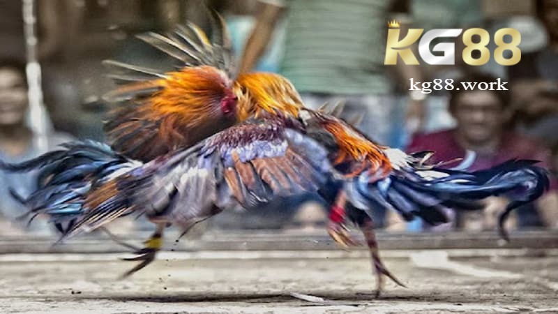 Những lưu ý khi tham gia đá gà đòn tại KG88
